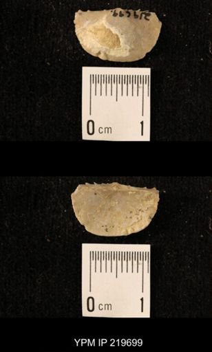 Chonetes granulifer