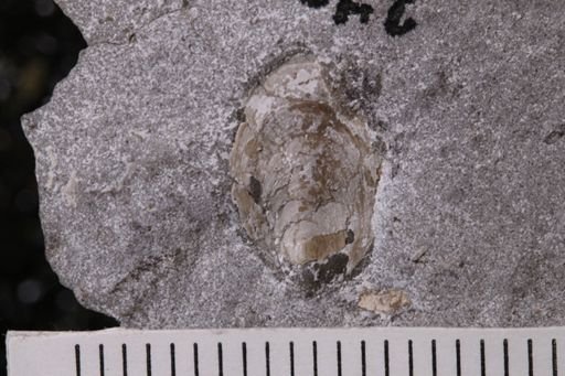 Lingula? carbonaria