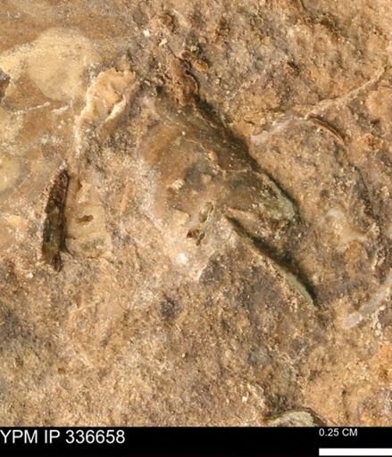 undet. Mollusca