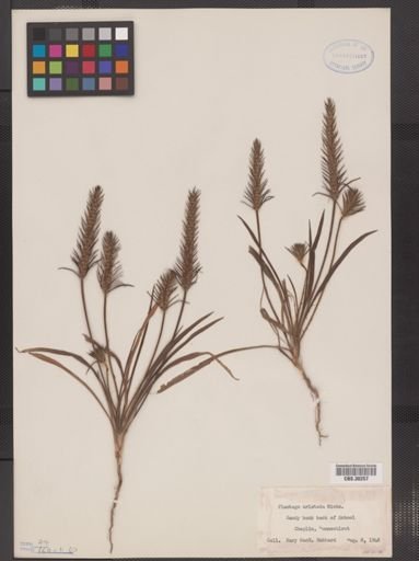 Plantago aristata