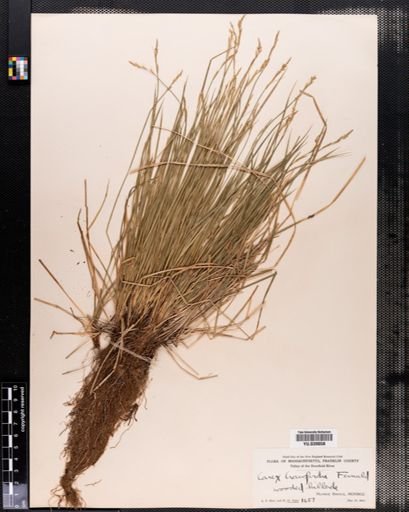 Carex crawfordii