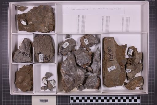 mixed taxa, stratigraphic collection