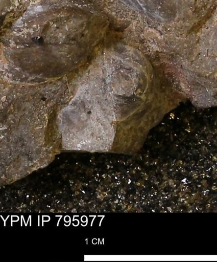 Protocardia