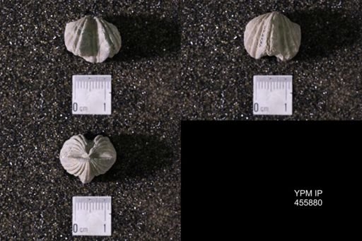 Platystrophia crassa