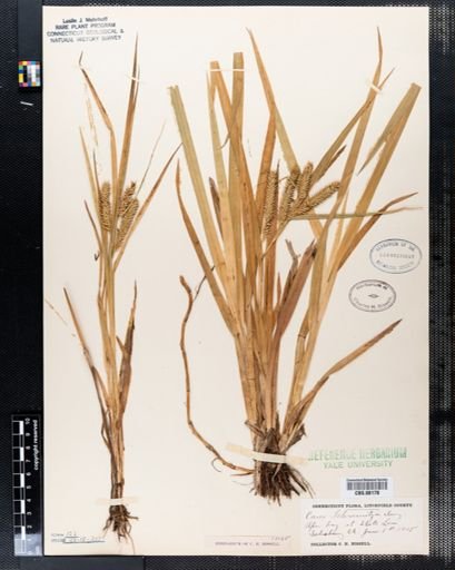 Carex schweinitzii