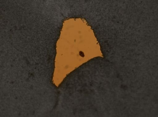 Euchlanis parva