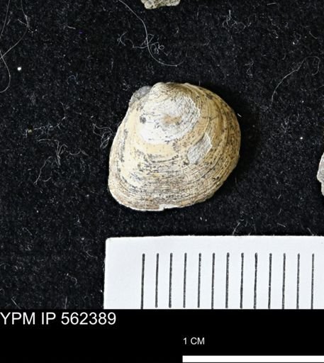 Limopsis striatopunctatus