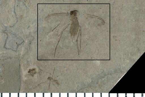 Diptera