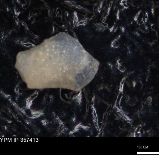 undet. Ostracoda