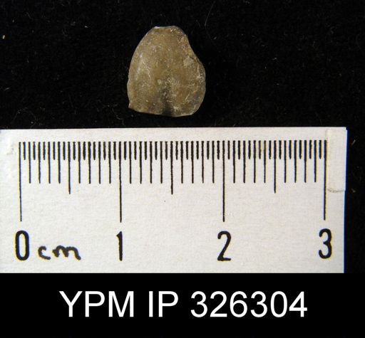 Dielasma sp.