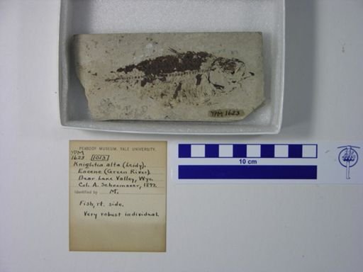 Knightia alta
