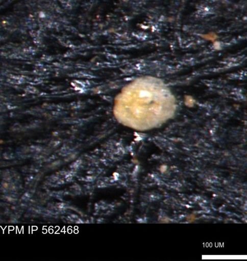 Coccolthiophyceae