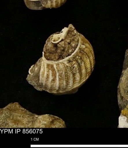 Drepanochilus sp.