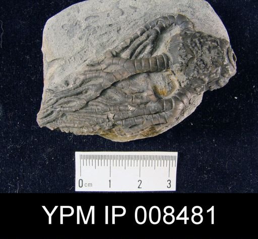 Cyathocrinites multibrachiatus