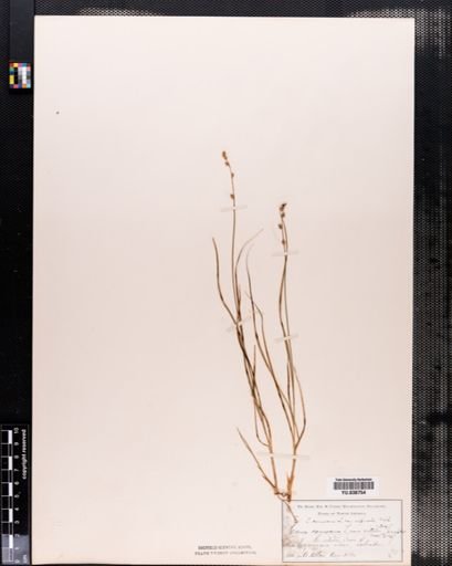 Plantae