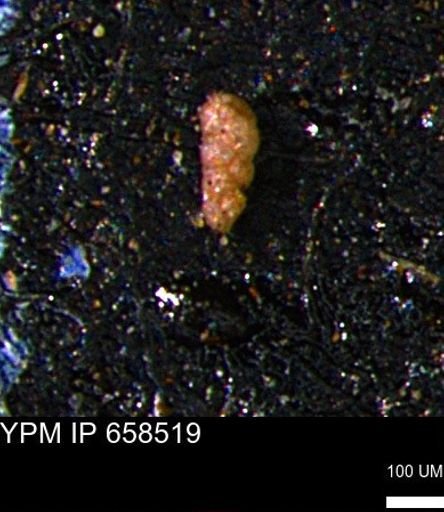 Verneuilinoides kansasensis