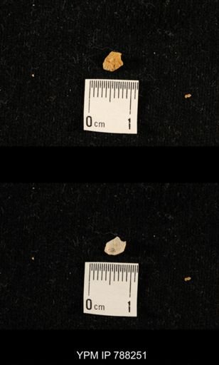 undet. Brachiopoda
