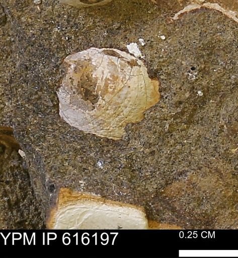 Protocardia subquadrata