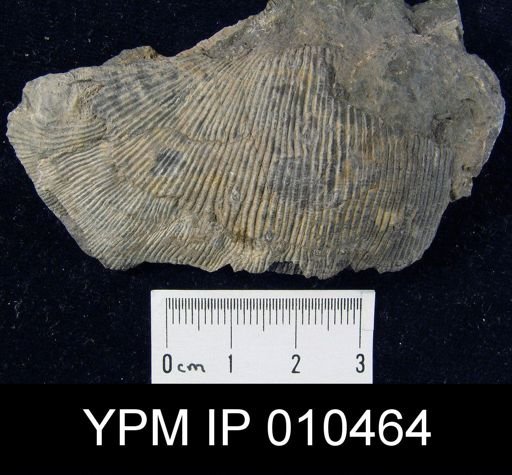 Kansuella maximus