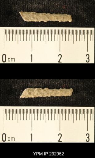 Archaeocidaris sp.