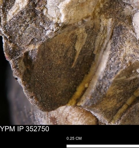 undet. Mollusca