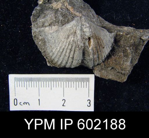 Concinnispirifer concinnus