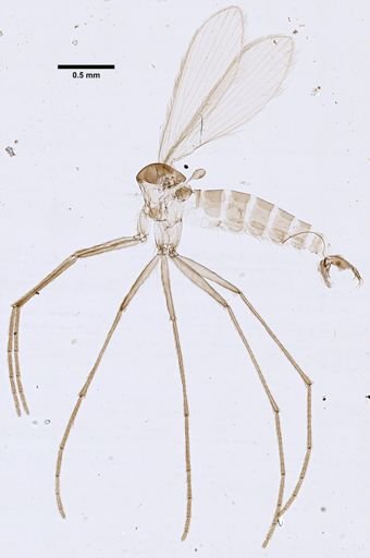 Lutzomyia antunesi