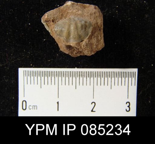 Crispella elegans