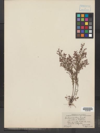 Lechea maritima