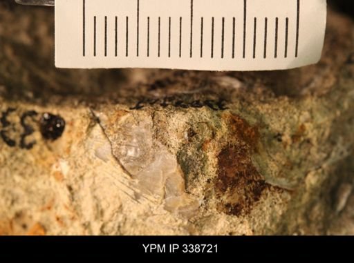 Protocardia subquadrata