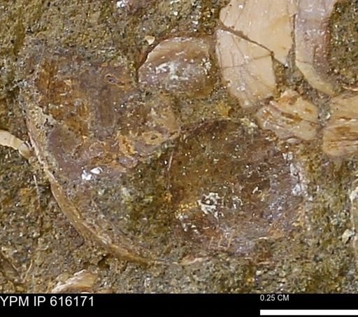 Protocardia subquadrata