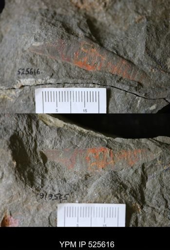 undet. Nautiloidea