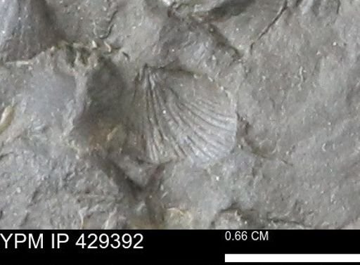 Devonochonetes scitulus
