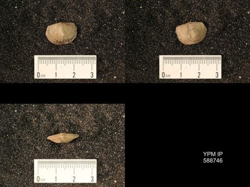 Strophomena sulcata