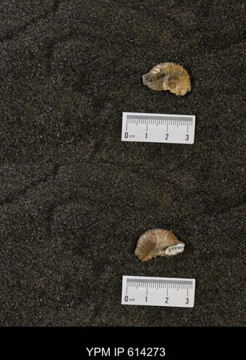 undet. Scaphitidae