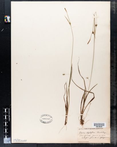 Carex styloflexa