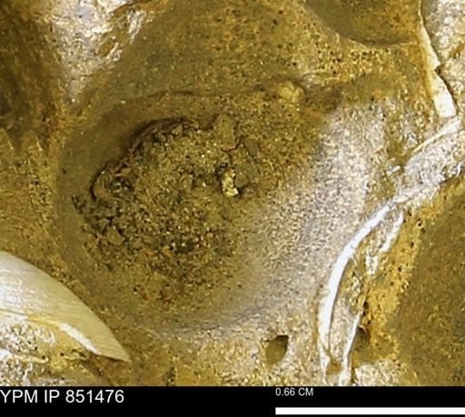 Limopsis striatopunctatus