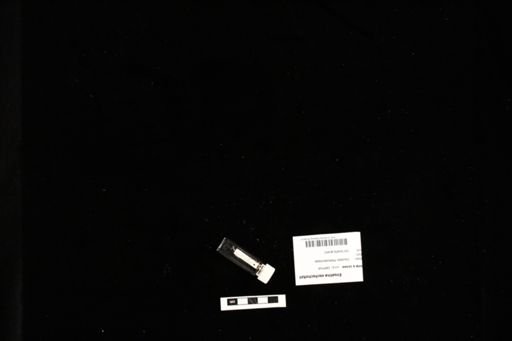 Ensatina eschscholtzii