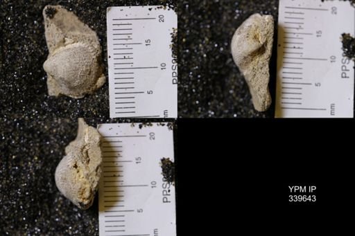 Cardium whitei