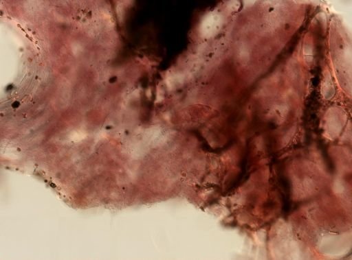 Ircinia sp.
