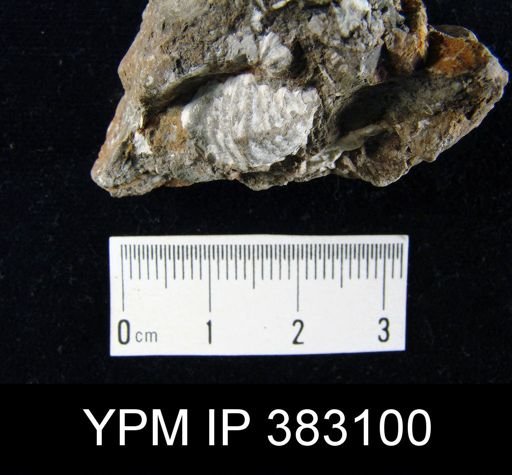 Rhynchonella sp.