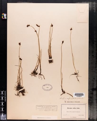 Scirpus