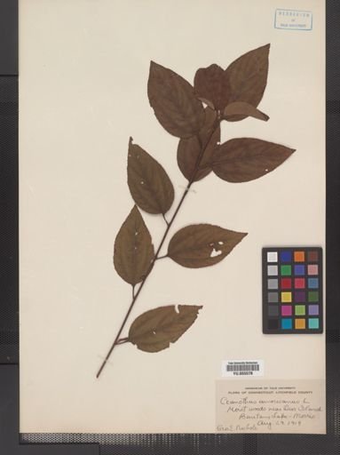 Plantae
