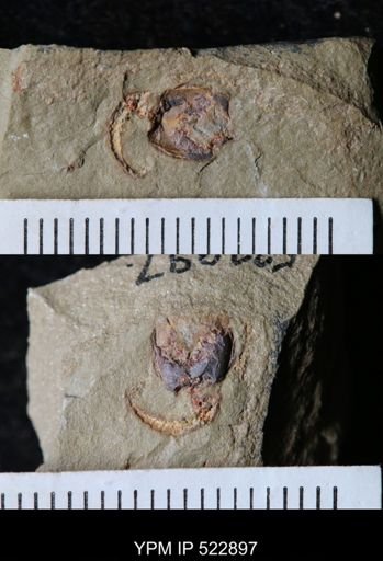 Cothurnocystis?