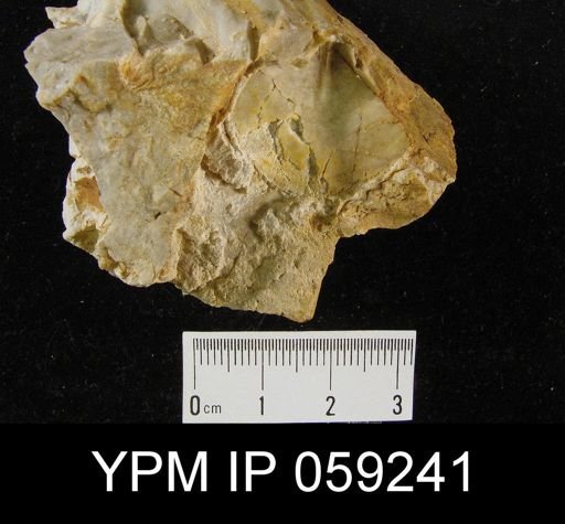 Megalanteris condoni