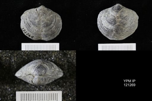 Athyris sp.