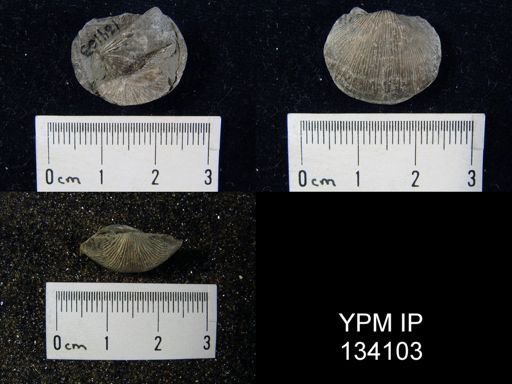 Chonetes coronatus
