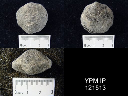 Atrypa spinosa