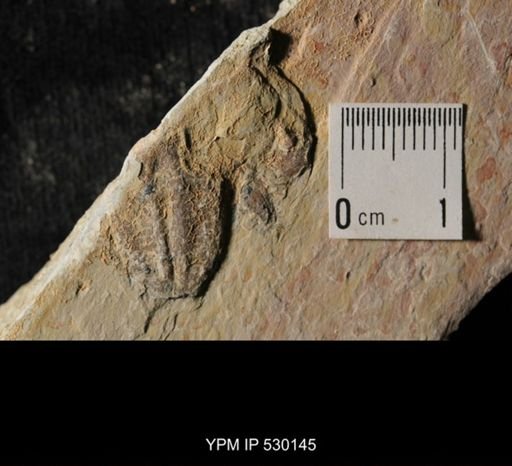 Elrathia kingi