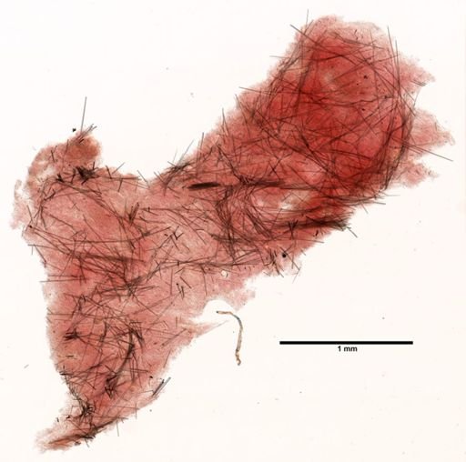 Craniella cranium